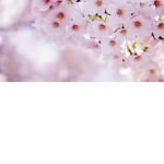 Avaxblossom