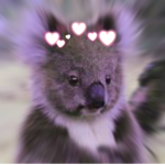 Comfy Koalas
