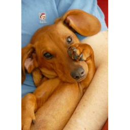 Dachshund Paradise