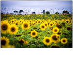 "Ze sunflower worship"