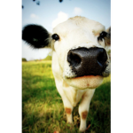 Sunny Cows