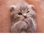 🌼 Kitten. 🌼