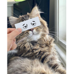 >CATS UNITED<