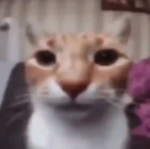 cats test subjects