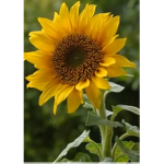 Sunflower day’s