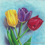 Tulas tulip