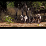 Animal protection group!!!!!
