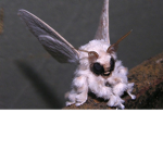 The Moth group!