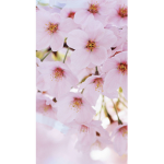 Blossom squadx