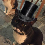 Pop cats gangs