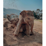 Evelyn’s Elephant’s
