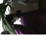 Cats_pandas