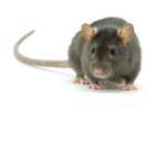 The Rat Has Scissors