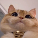Cat clan meow1444