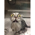 TheCrazyCats