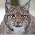 ||Lynx Trading Hub||