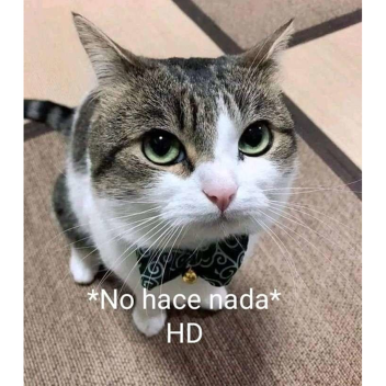 Bobuxito con quesito 🧀