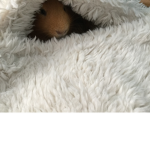 Guinea pig and hamster fans