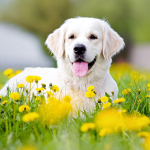 feedin dogs in need