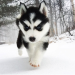 Cute_Animals