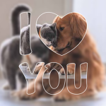 Cats and Dogs fun with us