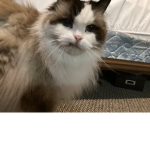 Normancat fan club