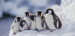 Save The Penguinss