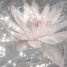 ❀ ༄ ༉‧˚.
