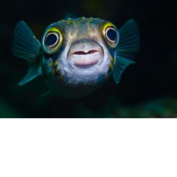 THE FISH