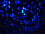 SparkletEa,