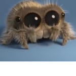 Spider and Spider Man Fan Group
