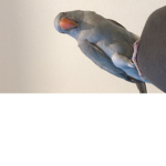 zoozozsa