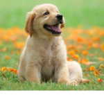Extreme puppies