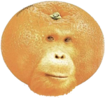 Juicy Orange Inc.