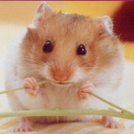 ~My mini hamsters~