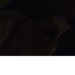 Corgi fans