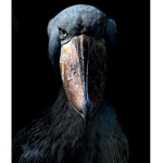 The Shoebill Fan club