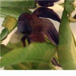 Betta Fish Lovers