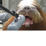 The Walrus Pickles