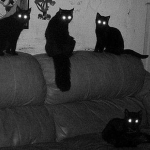 Stray Catsss