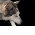 The husky kingdom
