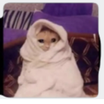 جًًيًًشً جوجو قيمز