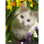 Kitty at fans ***
