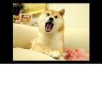 Mighty doges
