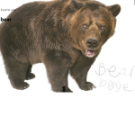BEAR DOGE SQUAD