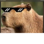 The Capybaras Gang