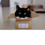 MEOWMEOWMEOWS