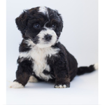 Puppy’s fan group