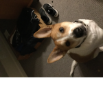 Dogs = Life
