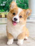 #1 Corgi clan
